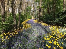 Woods Wildflowers