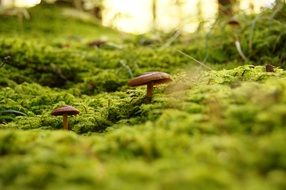 mushroom in a green meadow