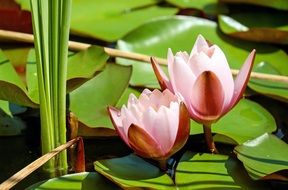 pale pink water lily flowers