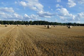 baled straw on a field on a sunny day