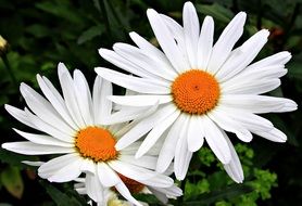 White Yellow Daisies