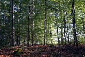 trees with green leaves in the forest
