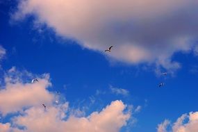 birds in the blue sky with white clouds