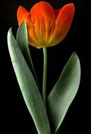 Red blooming tulip flower