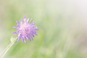 scabiosa columbaria