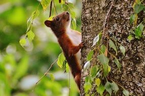 cute squirrel on the tree trunk