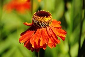 Sun Hat Echinacea Purpurea