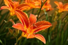 Beautiful, orange, red and yellow, blossoming daylily flowers