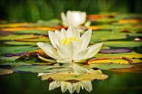 white water lily on water