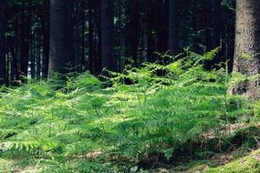 Fern forest