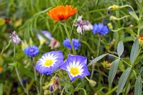 incomparable Flower Meadow