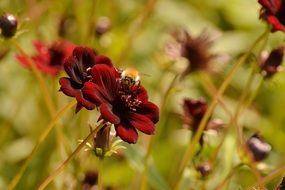 bright red simple dahlia