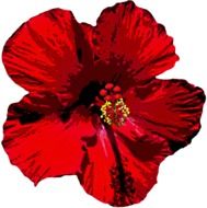 hibiscus render