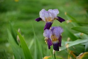 two purple irises on the field