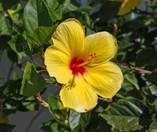 Red and yellow hibiscus
