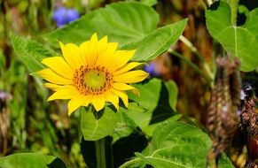 young sun flower