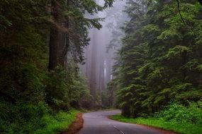 road and fog in Redwood National park in California