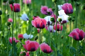 A lot of colorful poppies on a field