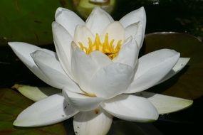 white water lily on water close up