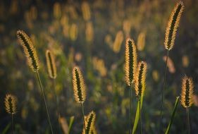 blades of grass in Golden rays