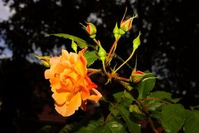 orange rose with buds in the light