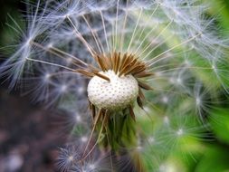 Seed Head Dandelion