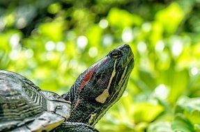 Water Turtle head close up, green bokeh background