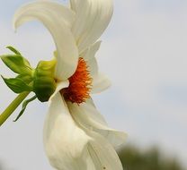 white dahlia flower close-up on blurred background