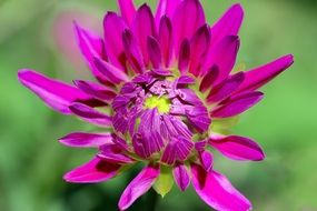 bright pink dahlia in the sunlight