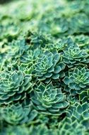 succulent dark green plants in a botanical garden