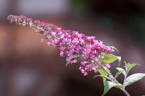 pink inflorescence of Butterfly Bush close up