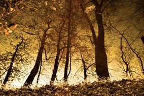 forest reflection of trees