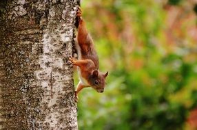 Beautiful and cute, brown squirrel on a tree trunk among the colorful plants