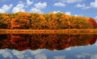 Landscape of the colorful Forest