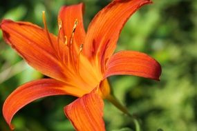 bright orange lily closeup