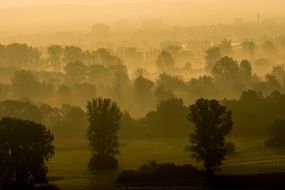 romantic landscape with trees in Fog at Sunrise