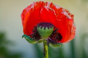 Macro photo of the red poppy flower in a garden