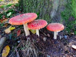 Fly agaric near the tree in autumn