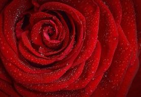 red rose in drops of water close-up