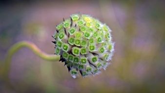Cephalaria Alpina