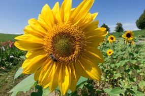 insect on a bright sunflower on a sunny day