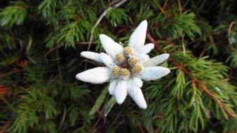 Alpine Star Flowers