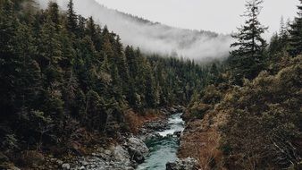 Landscape of water stream in wild Forest