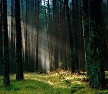 Quiet morning with sunrise in the beautiful and colorful pine forest in Tucholskie Poland