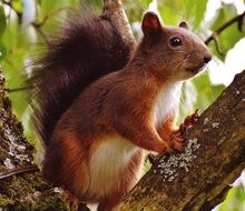 brown squirrel on the tree