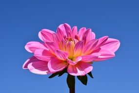 closeup photo of pink dahlia flower against the sky