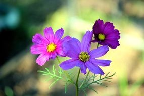 purple spring flowers on a blurry background