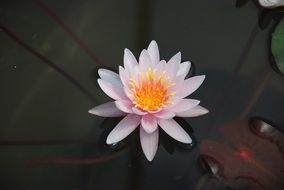 nice pink Water Lily