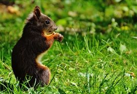 cute squirrel in the garden close-up on blurred background