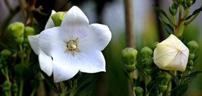 white Balloon Flower Chinese Bellflower